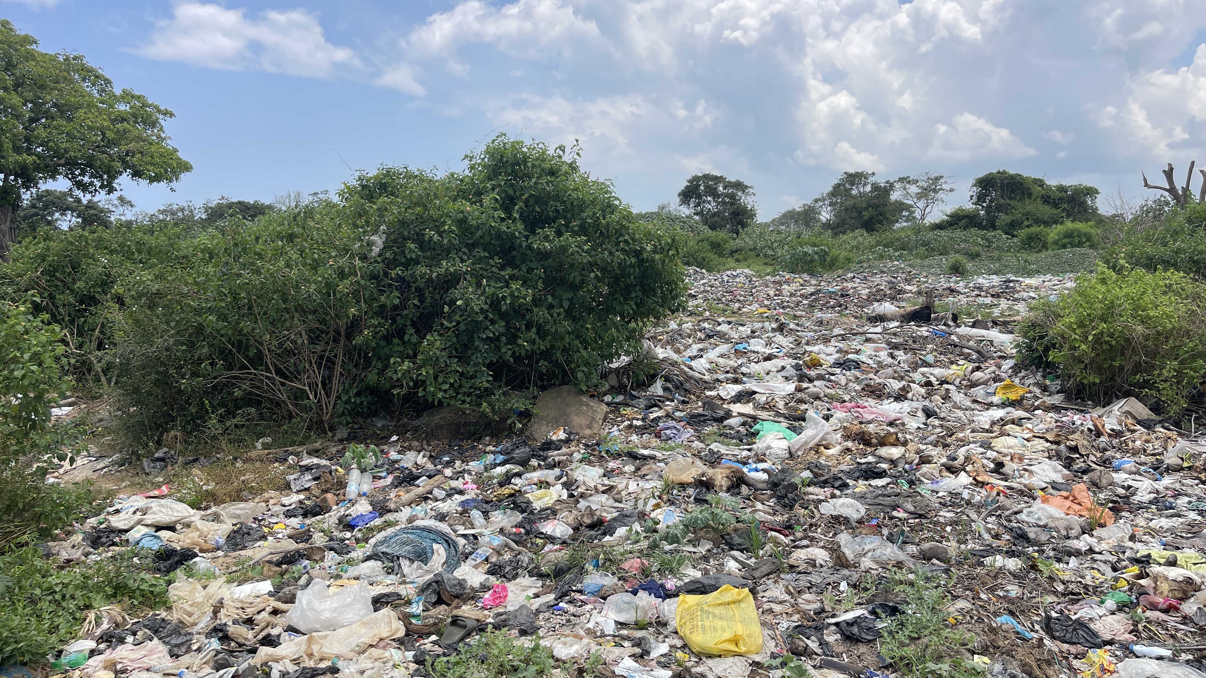 Landfill with elephants