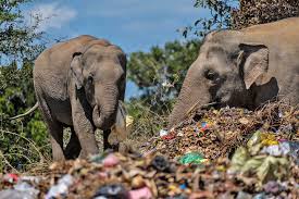 Open waste site